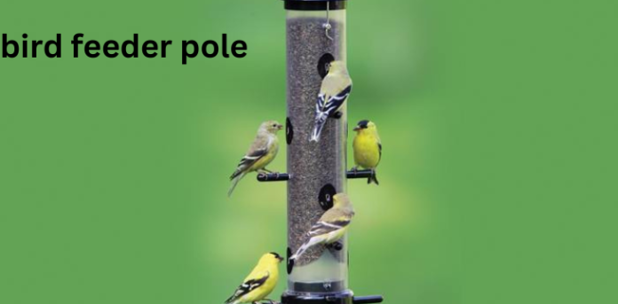 bird feeder pole