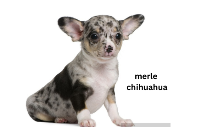 merle chihuahua