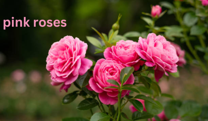 pink roses